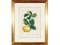 Antique 19th C. Assembled Set Of Three Hand-colored Botanicals