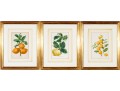 Antique 19th C. Assembled Set Of Three Hand-colored Botanicals