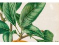 Antique 19th C. Assembled Set Of Three Hand-colored Botanicals