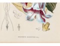 W.G.S De Pammemaeker, 1870 Color Book Lithograph, Floral Botanical