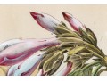 W.G.S De Pammemaeker, 1870 Color Book Lithograph, Floral Botanical