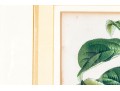 Antique 19th C. Assembled Set Of Three Hand-colored Botanicals