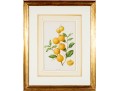 Antique 19th C. Assembled Set Of Three Hand-colored Botanicals