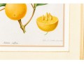 Antique 19th C. Assembled Set Of Three Hand-colored Botanicals