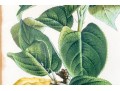 Antique 19th C. Assembled Set Of Three Hand-colored Botanicals