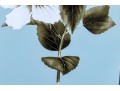 Pair Of Framed Botanical Prints, 