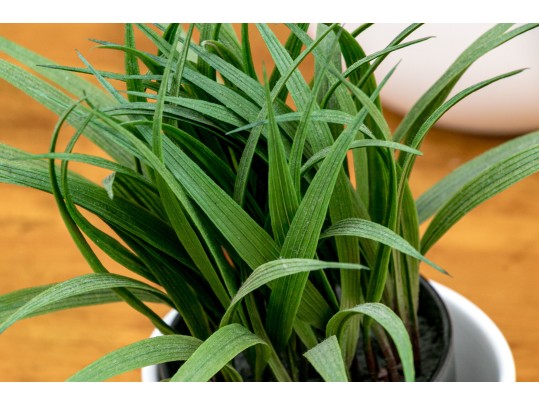 Five Piece Faux Plant And Planters Lot