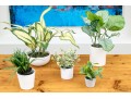 Five Piece Faux Plant And Planters Lot