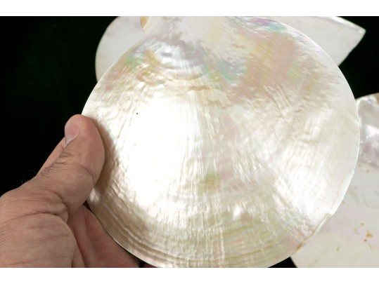 Collection Of Five Abalone Shell Caviar Dishes