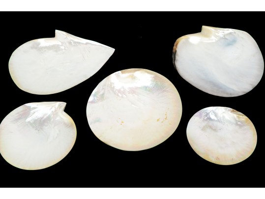 Collection Of Five Abalone Shell Caviar Dishes