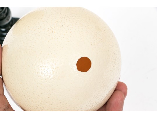 Pair Of Ostrich Eggs For Display