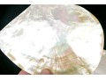 Collection Of Five Abalone Shell Caviar Dishes
