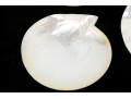 Collection Of Five Abalone Shell Caviar Dishes