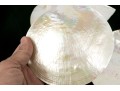 Collection Of Five Abalone Shell Caviar Dishes