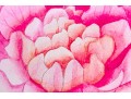 Set Of 7 Vintage Caspari Camellia Chatsworth Place Mats