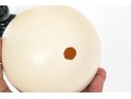 Pair Of Ostrich Eggs For Display