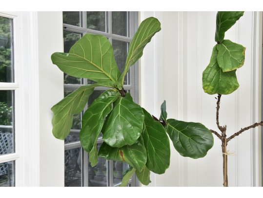 Fiddle Leaf Fig Tree