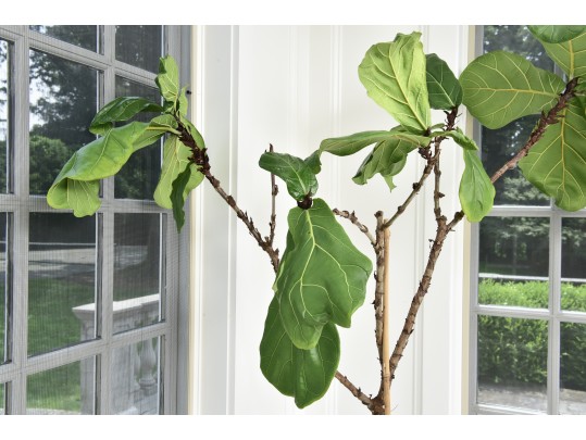 Fiddle Leaf Fig Tree
