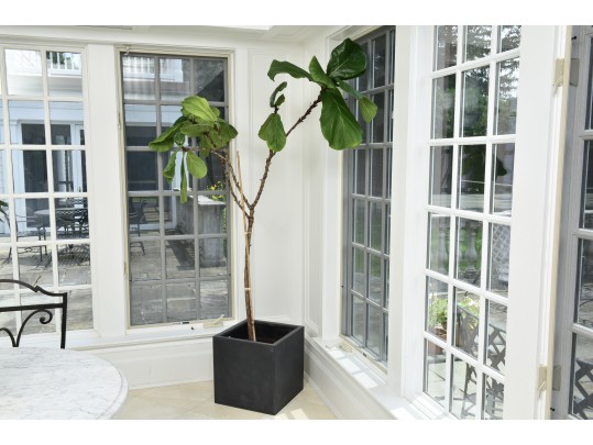 Fiddle Leaf Fig Tree