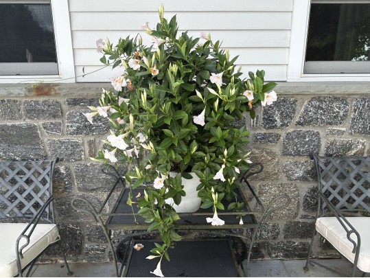 Large Dipladenia Potted Plant (2 Of 2)