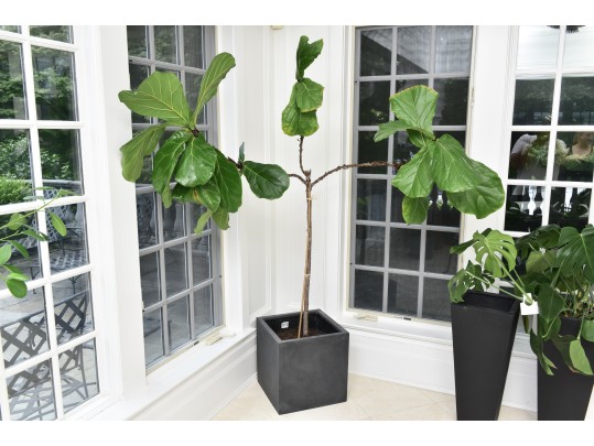 Fiddle Leaf Fig Tree
