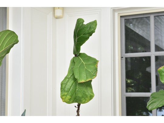 Fiddle Leaf Fig Tree