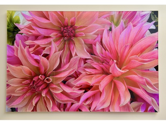 Dahlia Flowers Photograph On Acrylic Wall Art