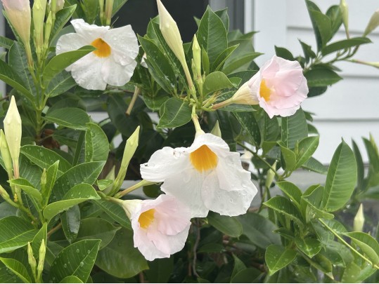 Large Dipladenia Potted Plant (1 Of 2)