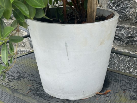 Large Dipladenia Potted Plant (1 Of 2)