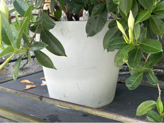 Large Dipladenia Potted Plant (2 Of 2)
