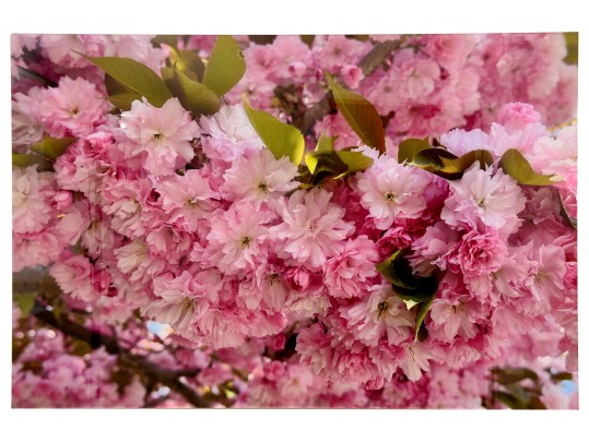 Cherry Blossom Photo On Acrylic