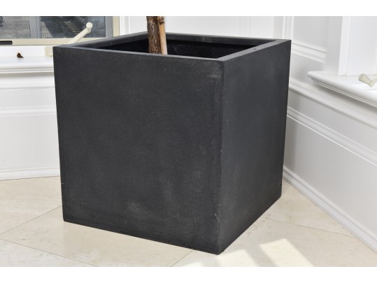 Fiddle Leaf Fig Tree