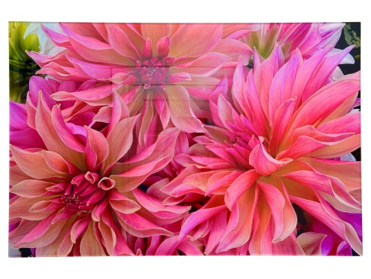 Dahlia Flowers Photograph On Acrylic Wall Art