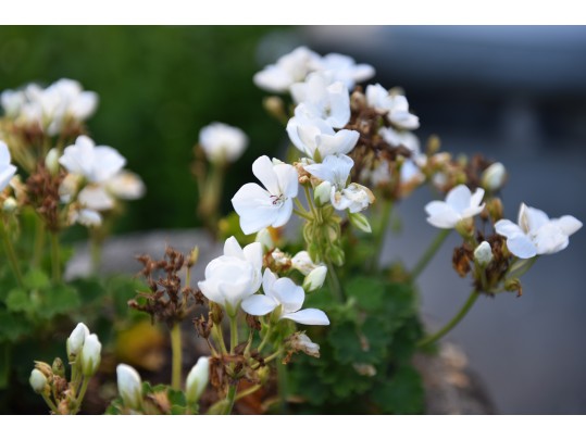 Cast Stone Garden Pedestal Urn Planter