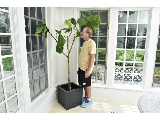 Fiddle Leaf Fig Tree