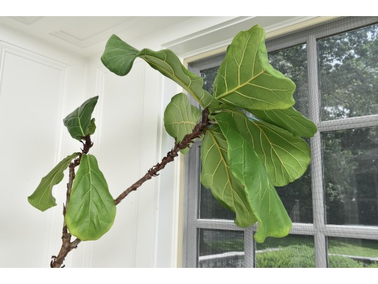 Fiddle Leaf Fig Tree