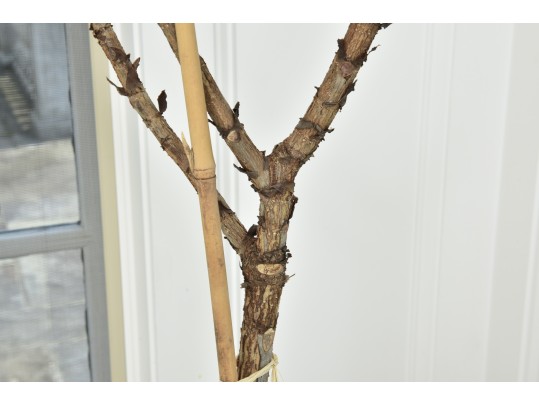 Fiddle Leaf Fig Tree