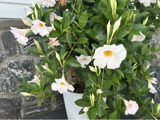 Large Dipladenia Potted Plant (2 Of 2)