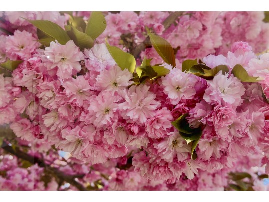 Cherry Blossom Photo On Acrylic