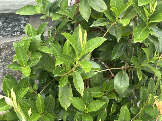 Large Dipladenia Potted Plant (1 Of 2)