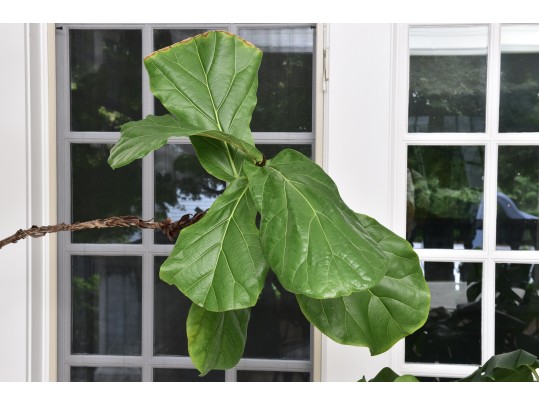 Fiddle Leaf Fig Tree