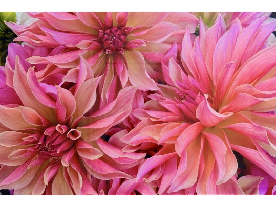 Dahlia Flowers Photograph On Acrylic Wall Art
