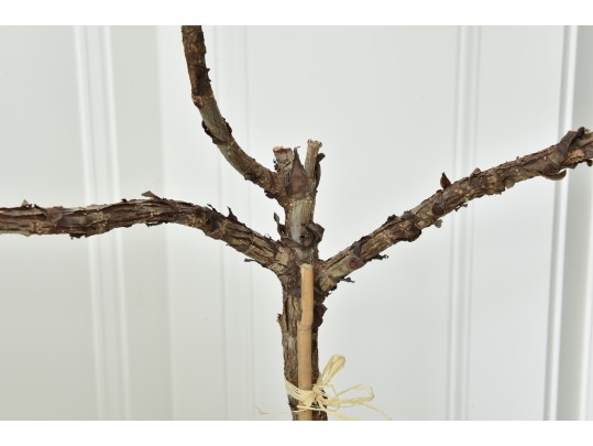 Fiddle Leaf Fig Tree