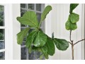 Fiddle Leaf Fig Tree