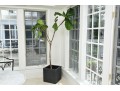 Fiddle Leaf Fig Tree