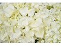 Diane James Designs Faux Hydrangea Floral Arrangement