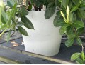 Large Dipladenia Potted Plant (2 Of 2)