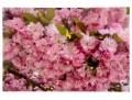 Cherry Blossom Photo On Acrylic