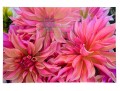 Dahlia Flowers Photograph On Acrylic Wall Art