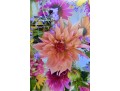Multi Floral Petals Photograph On Acrylic Wall Art